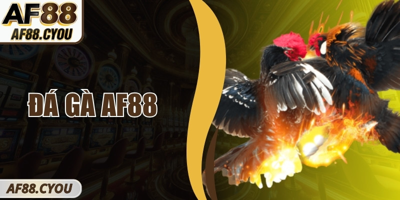 Đá Gà AF88 – Điểm Hẹn Theo Dõi Những Trận Gà Kịch Tính